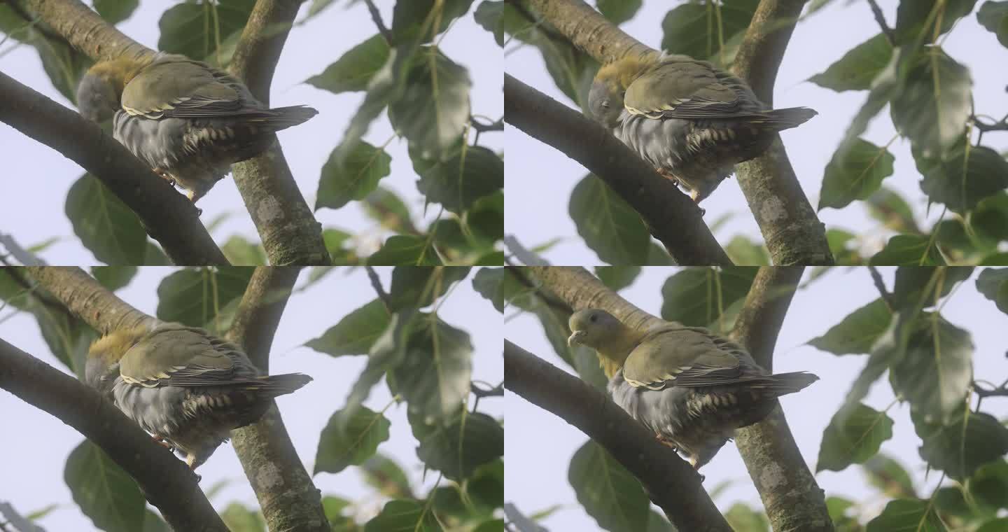 罕见鸟类黄脚绿鸠梳理羽毛的特写镜头