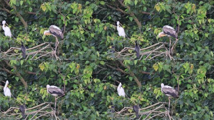 湿地树林中的珍稀鸟类梳理羽毛
