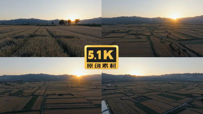 5K-夕阳中的金色麦田，一片片金色麦田