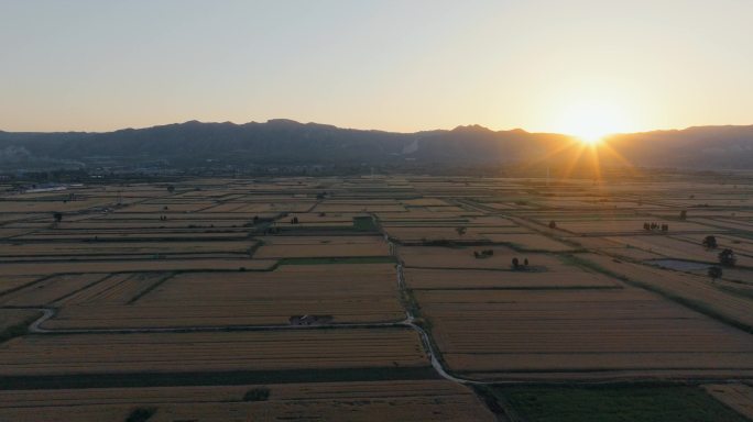 5K-夕阳中的金色麦田，一片片金色麦田