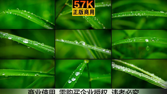 5.7K电影画质 电影感微距小草水珠露珠