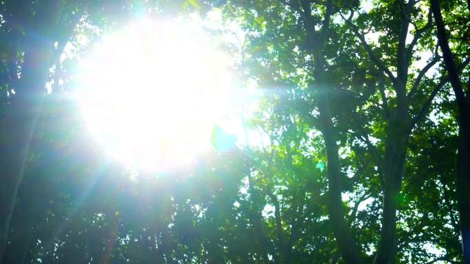 梧桐树梧桐叶阳光夏天夏日逆光夏天唯美树叶