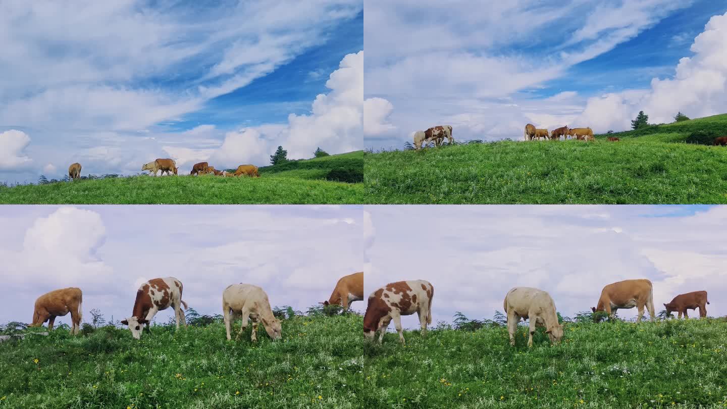 云南山顶草原的牛群在吃草