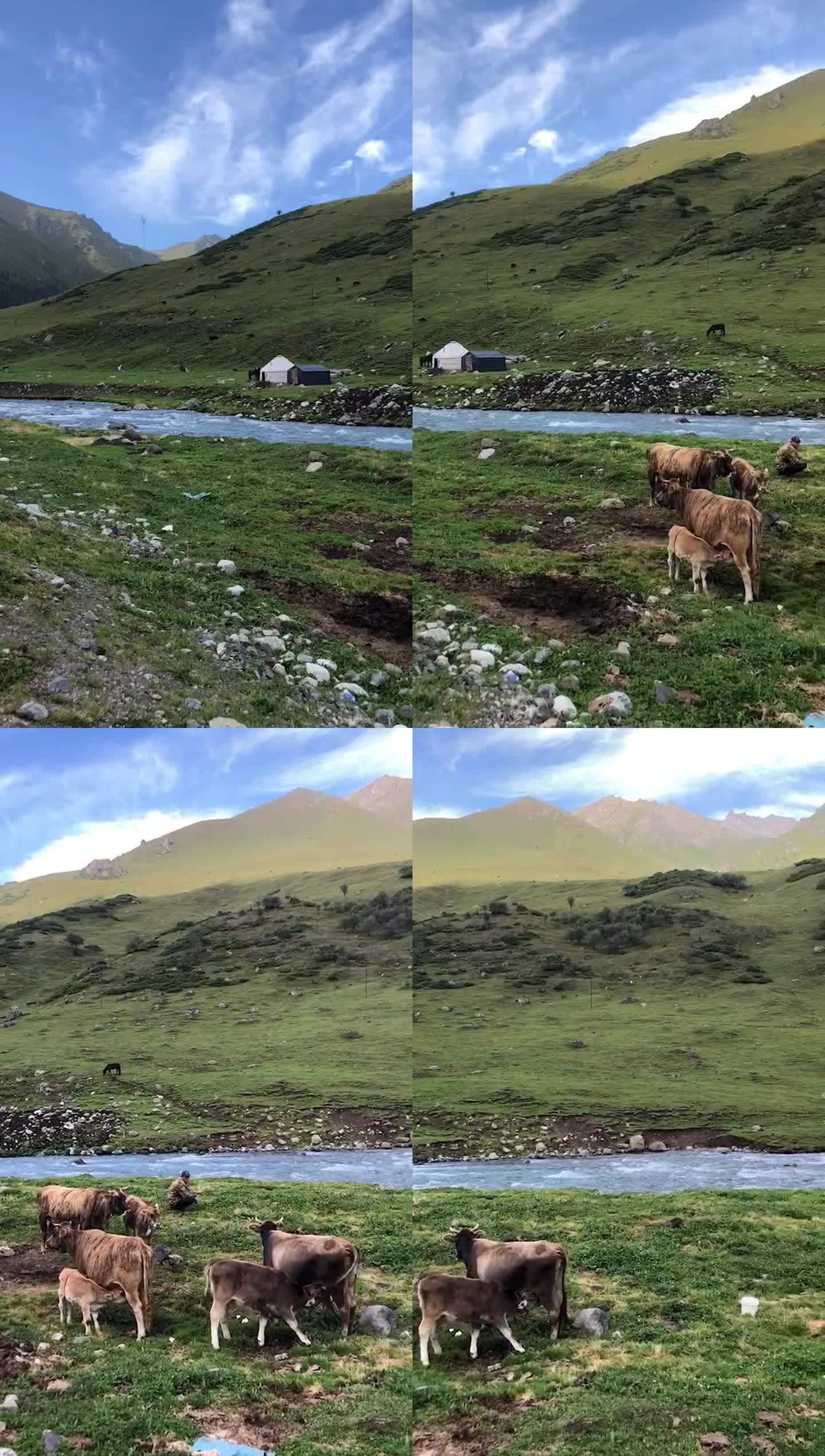 新疆伊犁的清晨蓝天草原牧牛人家