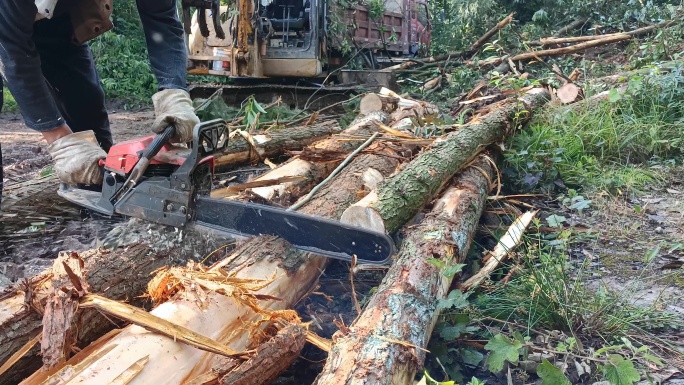 伐木工人油锯木头木材树林树木植树造林