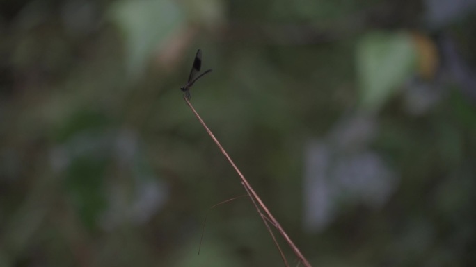 豆娘蜻蜓立在枝头