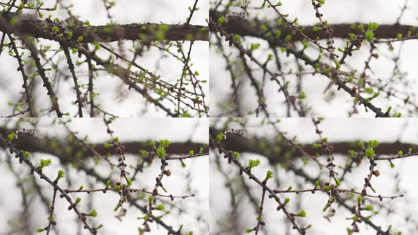 春天落叶松树枝的焦点拉扯