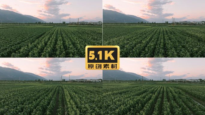 5K-夕阳下的农田耕地，大片农田航拍