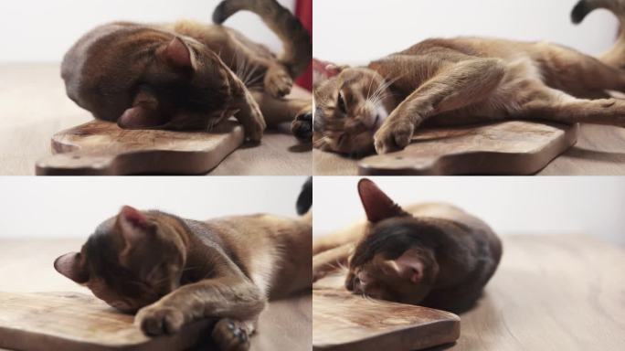 慢动作的阿比西尼亚猫感受激情的橄榄板