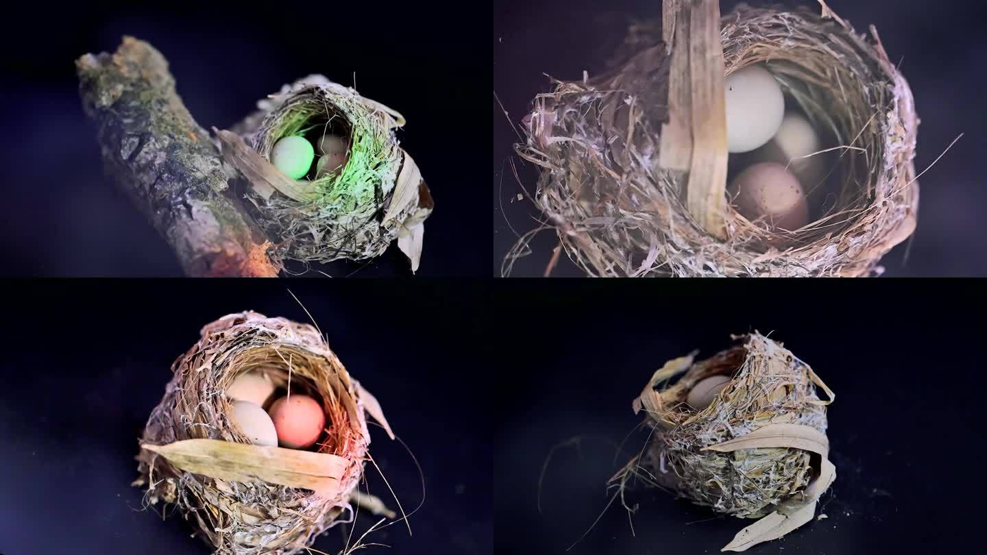 鸟巢和鸟蛋实拍视频