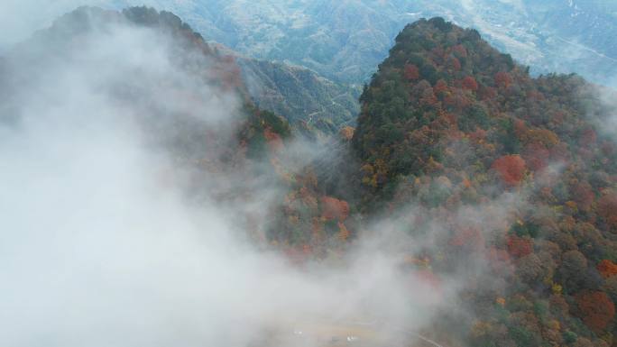 旺苍县光头山红叶