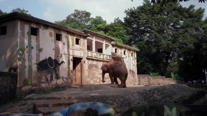 动物园大象跳舞4K视频素材