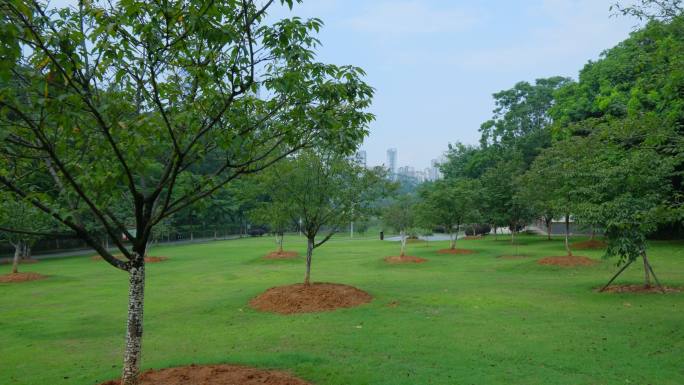 樱花树 草地 草坪 植树 种树 种植