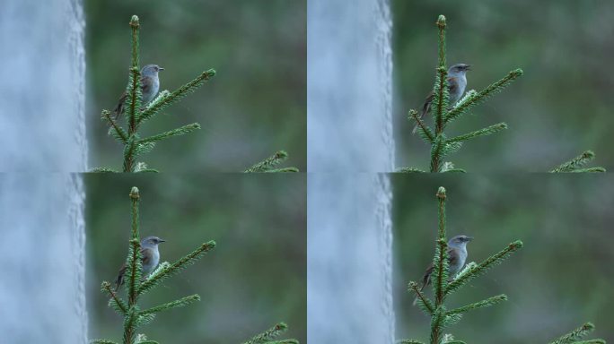 在爱沙尼亚的一个春天的北方森林里，小鸣禽Dunnock栖息在云杉上唱歌