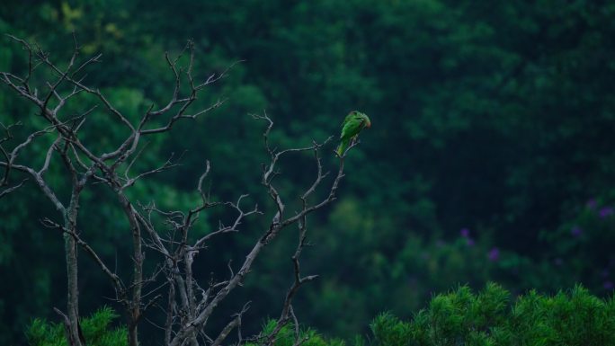 热带雨林森林树枝上亚历山大鹦鹉 金刚鹦鹉
