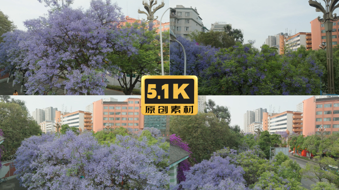 5K-昆明春城路上的蓝花楹