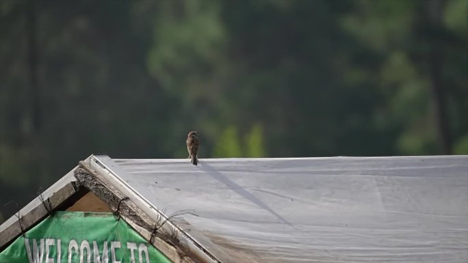 一只麻雀栖息在小屋的屋顶上