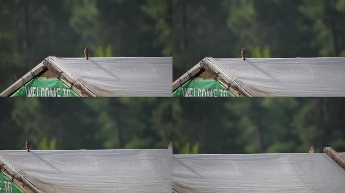 一只麻雀栖息在小屋的屋顶上