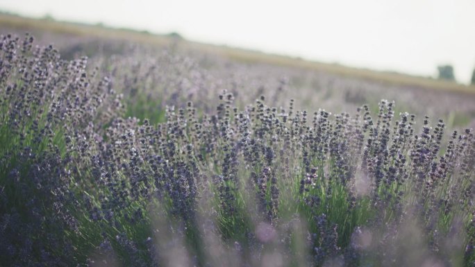 蜜蜂为紫色薰衣草花授粉