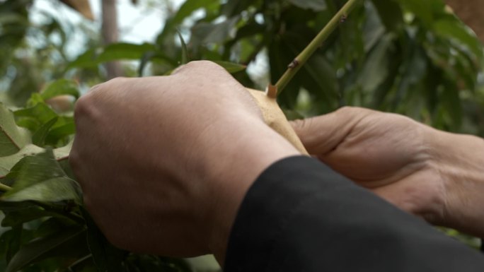 蟠桃 桃子水果无农害 丰收 鲜桃蟠桃采摘