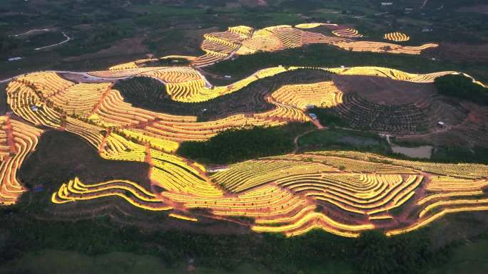 航拍海南天涯育才火龙果基地 生态农业园