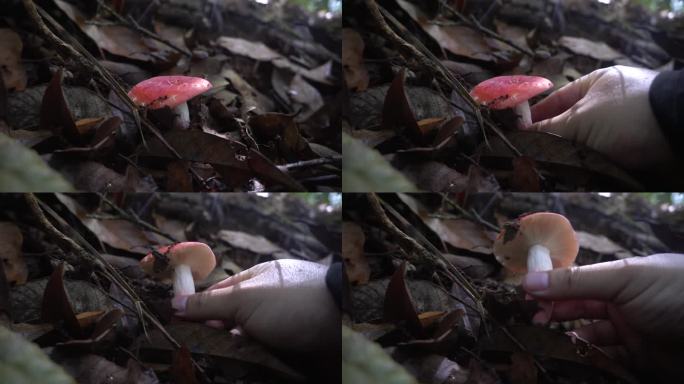 森林里生长的蘑菇野生菌红菇