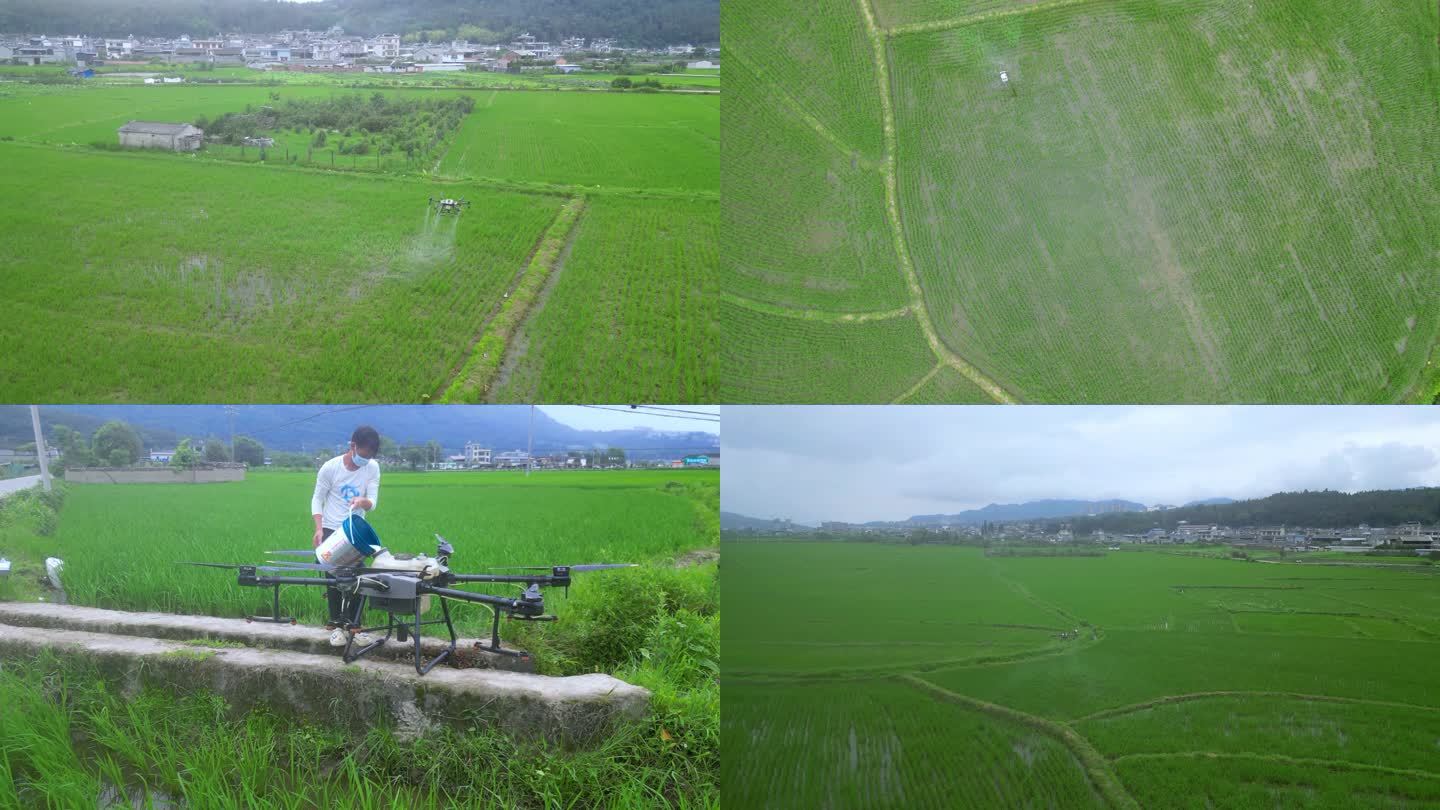 水稻田无人机喷洒农药
