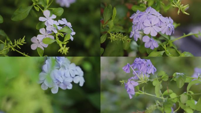 花卉蓝雪花