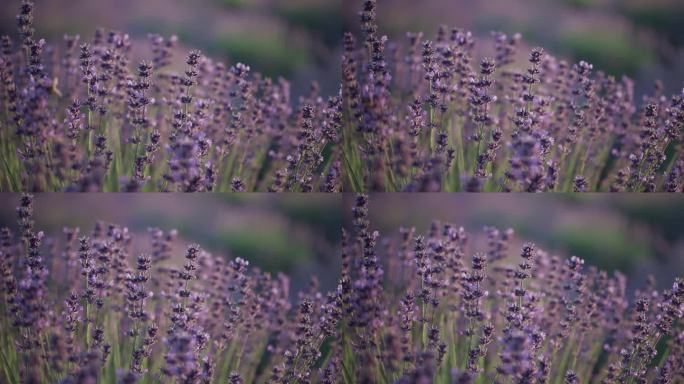 (特写)忙碌的蜜蜂在草地上为紫色薰衣草花授粉