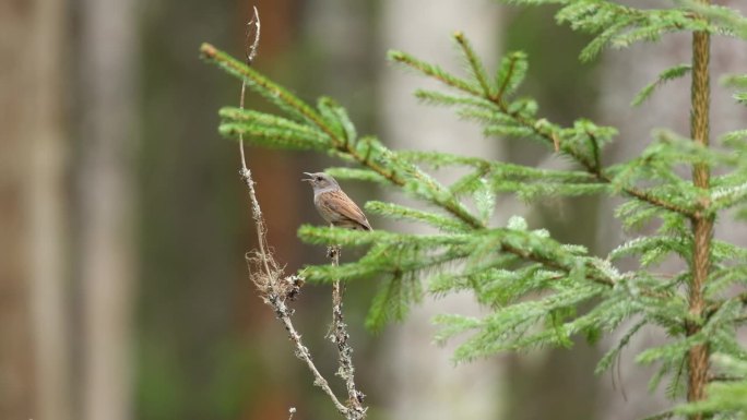 小鸣禽Dunnock栖息在爱沙尼亚的一个春天的北方森林里，过了一会儿就离开了