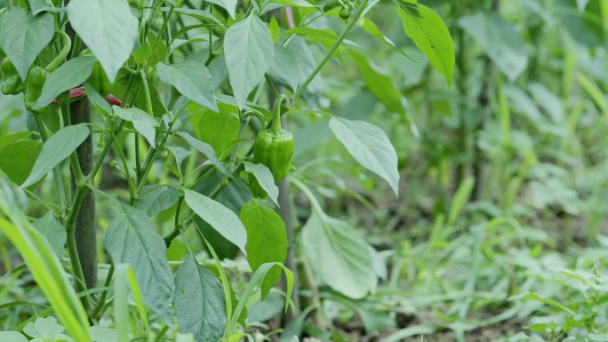 蔬菜种植基地实拍素材青海椒素材