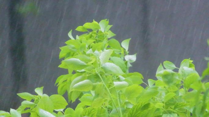 城市下暴雨下雨天雨水雨滴植物树叶子树木雨