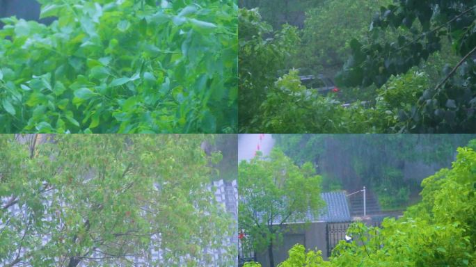 城市下暴雨下雨天雨水雨滴植物树叶子树木雨