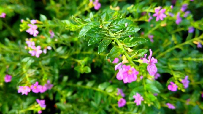 萼距花紫花满天星孔雀兰墨西哥花柳