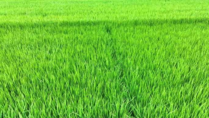 航拍绿色小麦生长田地