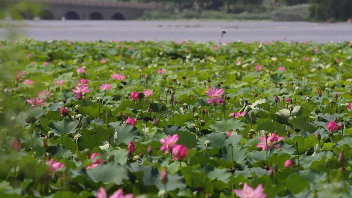 山东济南：华山湖内须浮鸥荷花间觅食嬉戏