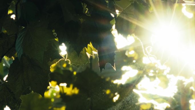 4K拍摄清晨阳光从树缝间穿过