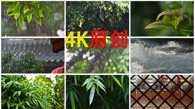 暴雨大自然青苔树叶竹叶雨滴雨点雨丝