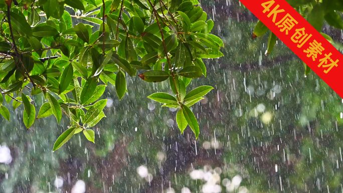 暴雨大自然青苔树叶竹叶雨滴雨点雨丝