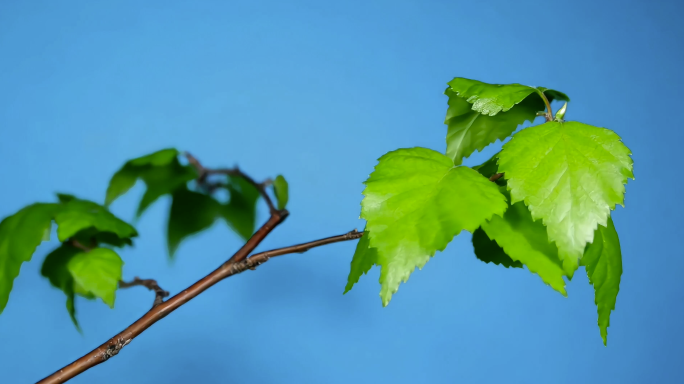 植物树叶枝芽生长延时摄影