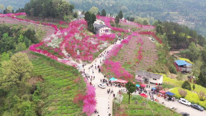 中国桃花之都苍溪县黄猫垭桃花岛