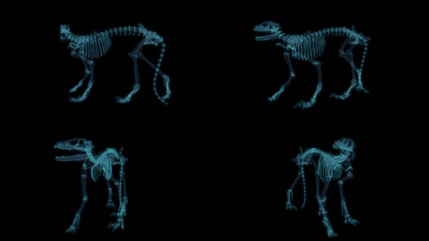 恐龙化石 博物馆史前文明生物动物四足动物