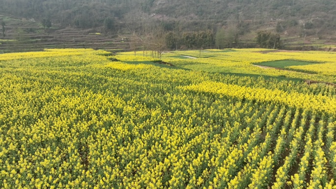 广元旺苍县普济镇中江村油菜花海