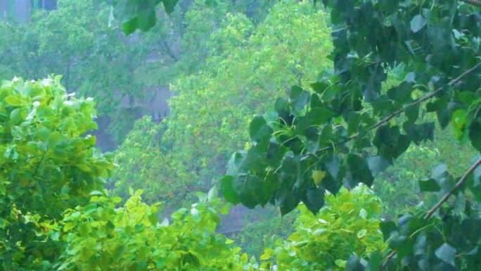 城市下暴雨下雨天雨水雨滴植物树叶子树木雨