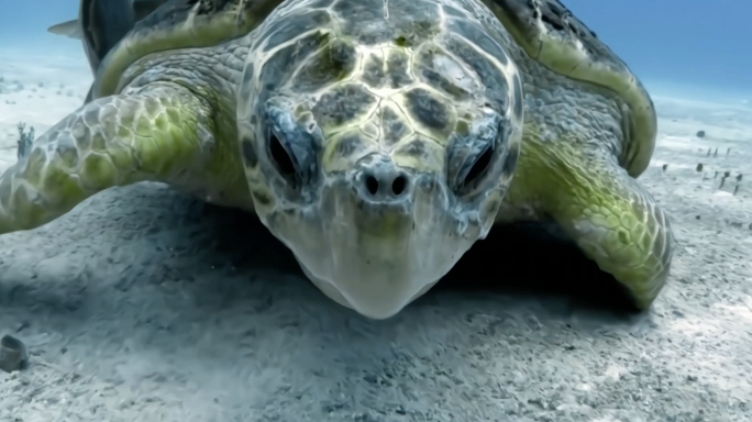 海龟多镜头录制