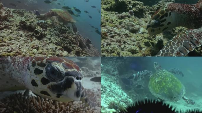 海龟多镜头录制