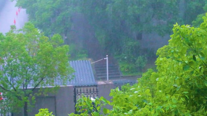 城市下暴雨下雨天雨水雨滴植物树叶子树木雨