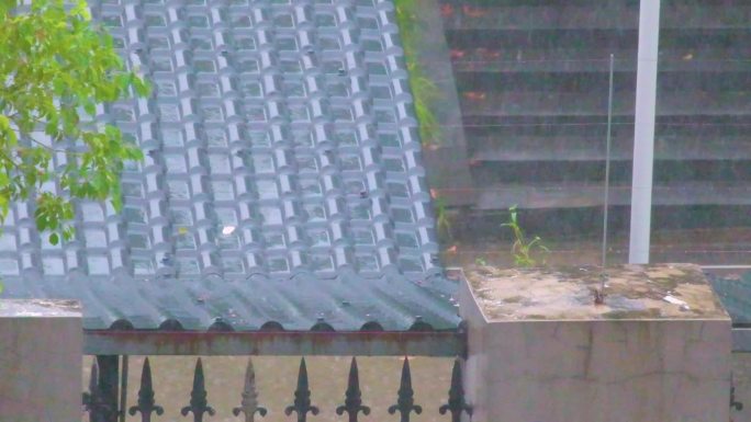 城市下暴雨下雨天雨水雨滴植物树叶子树木雨