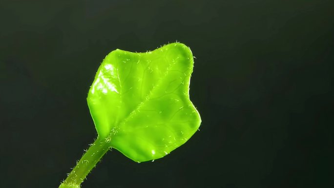 植物树叶小草生长延时摄影