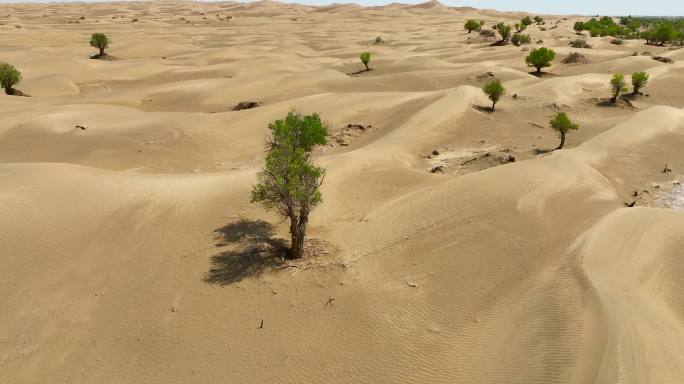 4K航拍新疆地区塔克拉玛干沙漠风景7